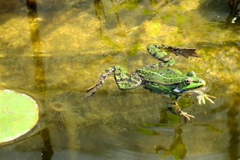 青蛙水池塘夏季绿色的小青蛙水生物动物湖图片免费下载_动物素材免费下载_办图网