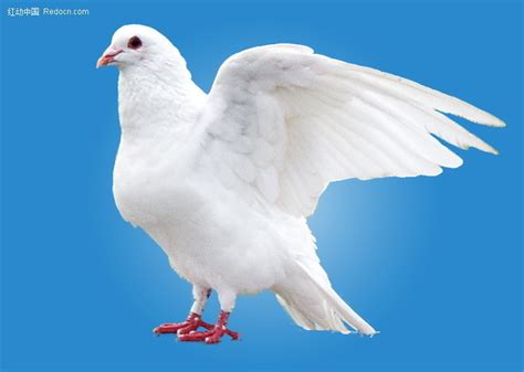 鸽子图片-抓着红色彩带飞翔的鸽子素材-高清图片-摄影照片-寻图免费打包下载