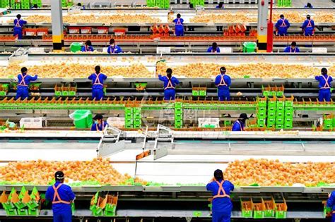江西赣州：数字赋能脐橙产业发展-人民图片网