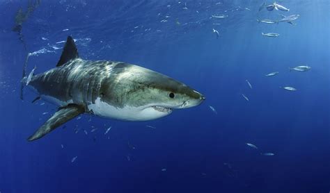 Der Weiße Hai gehört mit einer durchschnittlichen Länge von vier Metern ...