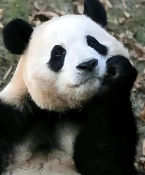 大熊猫图片可爱图片(3)_配图网