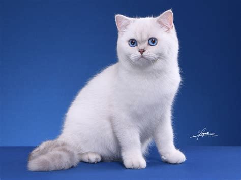 英短银渐层短毛猫性格形态特征、饲养优缺点及价格介绍-宠物主人