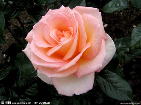 一朵漂亮粉色玫瑰图片