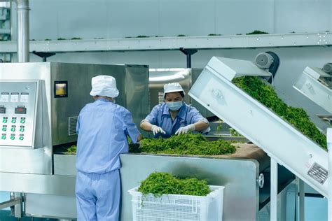 国内首条连续式莓茶自动化生产线张家界投产 | 潇湘晨报网