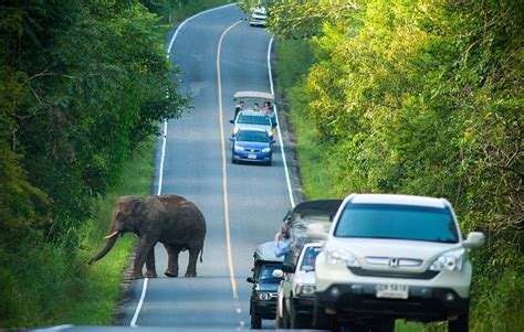 国外大象马路中间拦车抢食甘蔗，过往车辆纷纷停车！|停车|大象_新浪新闻