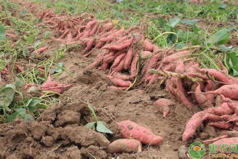 红薯种植怕水多吗？薯苗如何育苗、扦插、田间管理，红薯才高产？