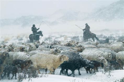 新疆阿勒泰冬牧场 悠扬牧歌最后的欢唱之地 | 中国国家地理网