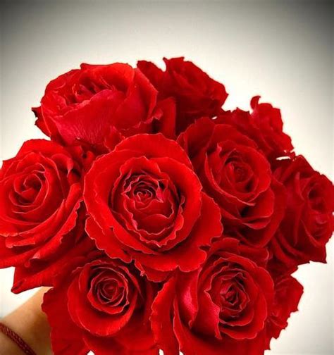 红玫瑰花的象征意义与传说（探索红玫瑰花背后的深刻含义）_花植网