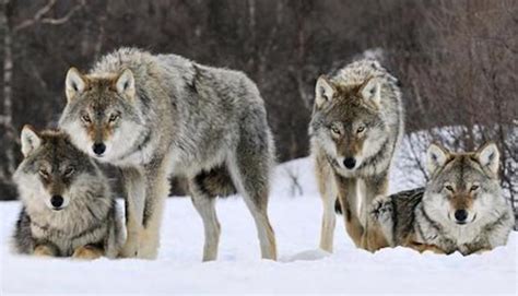 地球上最凶悍的狼，不是最狠的北极狼，而是无人敢惹的它|北极狼|凶悍|地球_新浪新闻