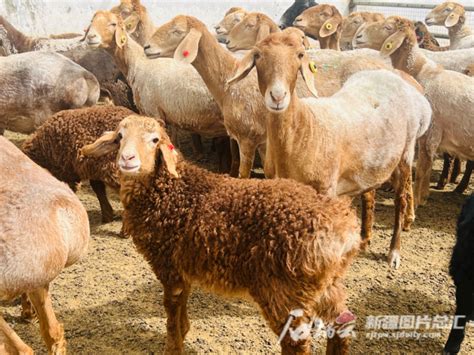 国家多胎绵羊基因库新增一缕“新疆红” 皮山红羊通过国家畜禽遗传资源鉴定