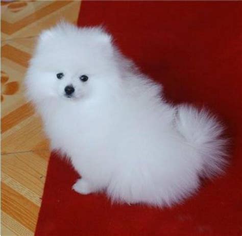 狐狸犬大全图片