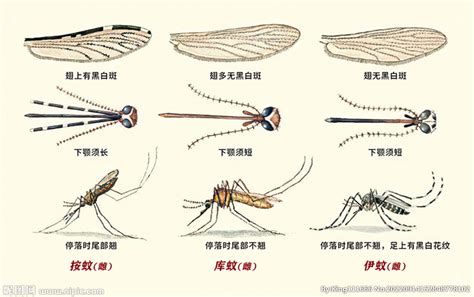 四川青城山发现25.8厘米世界最大蚊子_中国国情_中国网