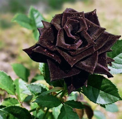 黑玫瑰花语是什么 黑玫瑰另类的含义_保驾护航装修网