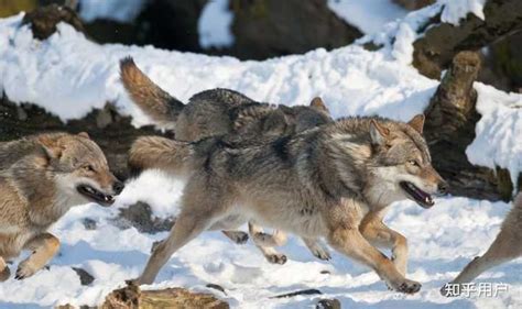 关于狼的资料大全（狼群只有狼王有交配权，低级狼没有，那它们是如何繁衍后代的？） | 说明书网