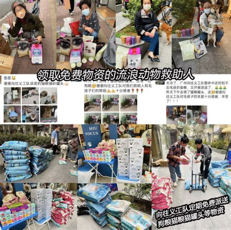 救援动物4·救援猫图片 救援动物4·救援猫图片