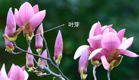 白玉兰的花语是什么？白玉兰的寓意和象征-花卉百科-中国花木网