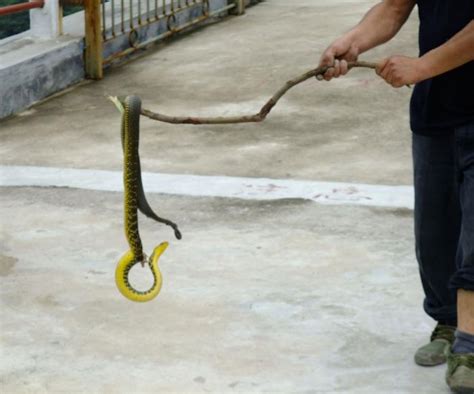 菜花蛇闯入交通站所 巡查员将其放归自然 - 永嘉网