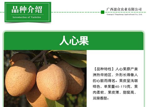 柿子树苗 日本甜柿子树苗哪里有卖_柿子苗_泰安市果之语农业科技有限公司
