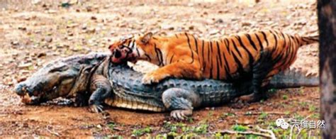 为什么吃素的河马咬合力会超过鳄鱼，每年杀死的人会超过老虎？_视觉