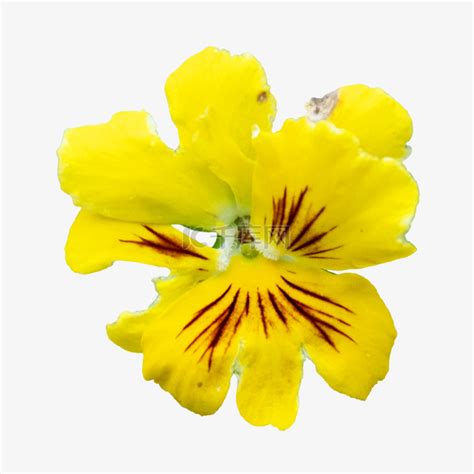 三色堇黄色自然生长素材图片免费下载-千库网