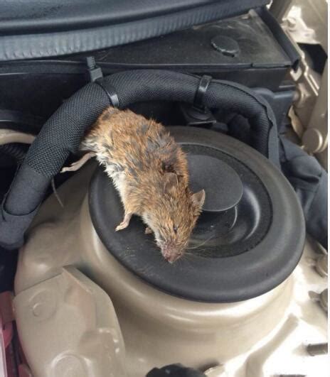 北京灭鼠公司告诉您：“老鼠钻车里，咬坏车保险”-北京卫士康有害生物防治有限公司