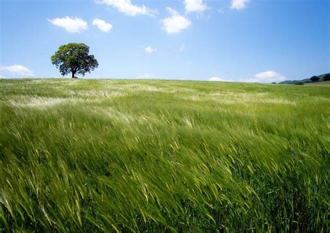美丽的自然风景图片-风吹过的绿草地和绿树素材-高清图片-摄影照片-寻图免费打包下载