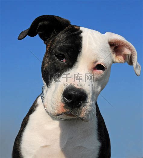斯塔福犬图片