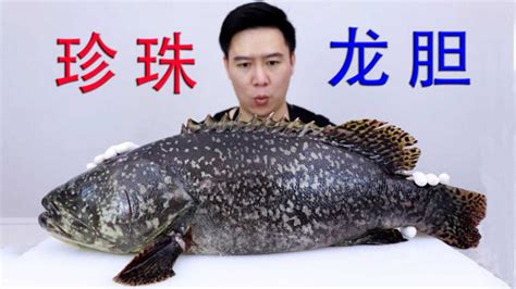 龙胆石斑鱼图片