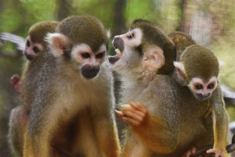 深圳野生动物园松鼠猴家族喜添“两娃”_深圳新闻网