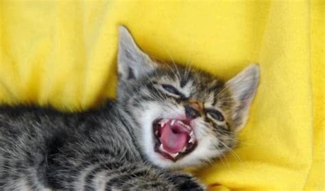 喵咪发出呼噜呼噜的声音 千万不要去看猫的眼睛_宠物百科 - 养宠客