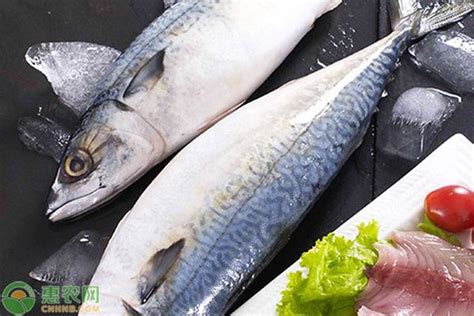 鲅鱼和青鱼哪个营养高,青鱼好吃还是鲅鱼好吃,鲅鱼和青鱼的营养区别_大山谷图库