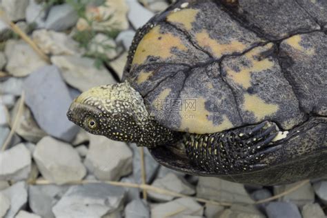 乌龟倒在背面普通河流的温带纬度乌龟是一个古老的爬行乌龟倒在背面高清图片下载-正版图片307089999-摄图网