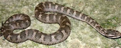 七步蛇是什么蛇，附分布地区和外形特征 - 农敢网