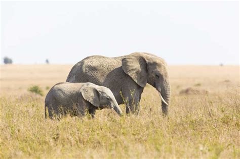 大象图片-大象妈妈和小象在非洲素材-高清图片-摄影照片-寻图免费打包下载