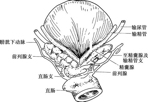一、前列腺解剖-临床医学-医学