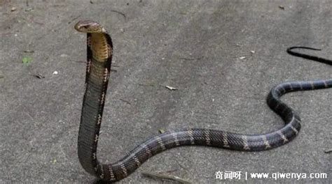 蛇最怕什么声音 - 为什么看见蛇不能喊人 - 蛇进了家里会自己离开吗