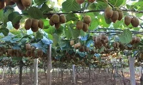 猕猴桃是什么季节的水果，猕猴桃什么时候吃是最好的- 理财技巧_赢家财富网