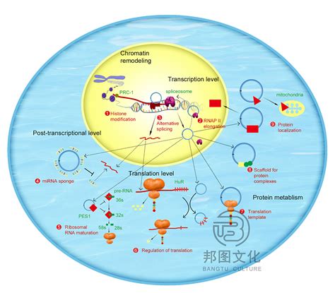 Hepatology | 瓯江实验室发现巨噬细胞特异性成纤维细胞生长因子 12 促进小鼠肝纤维化进展 - 瓯江实验室