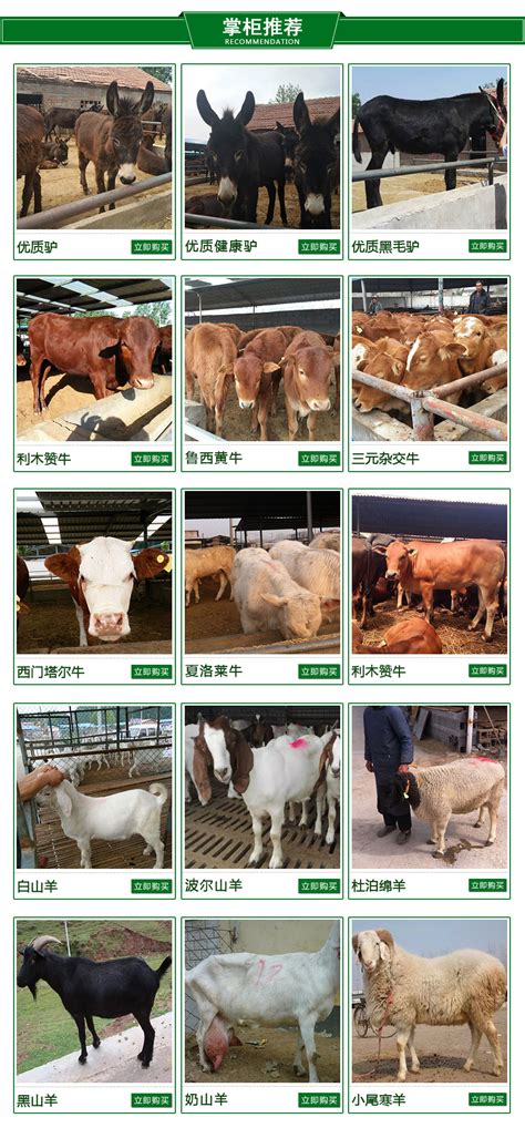 肉牛标准化养殖场的经营管理应包括哪些内容？|肉牛|养殖场|标准化_新浪新闻