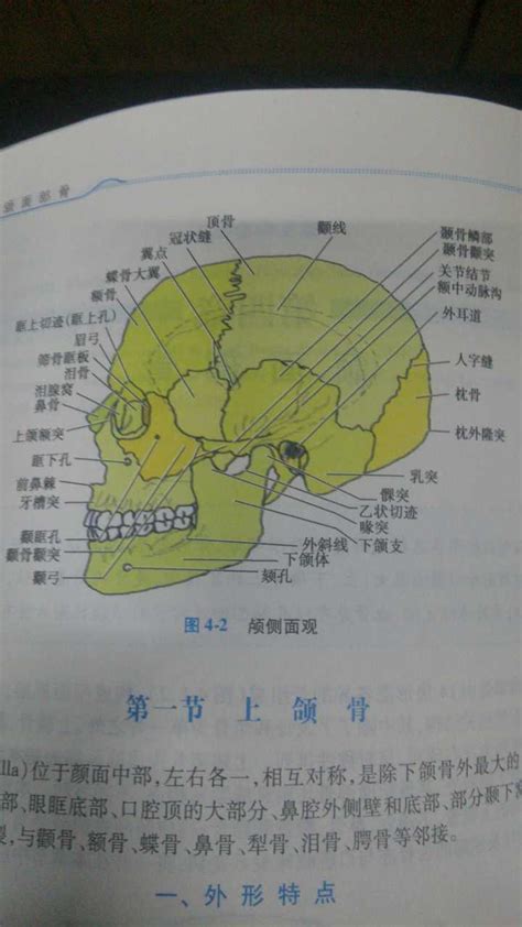 图2-8 颏下皮瓣-外科学-医学