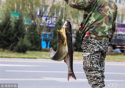 福建渔民发现177斤黑褐色大鱼 每斤120元卖出——人民政协网