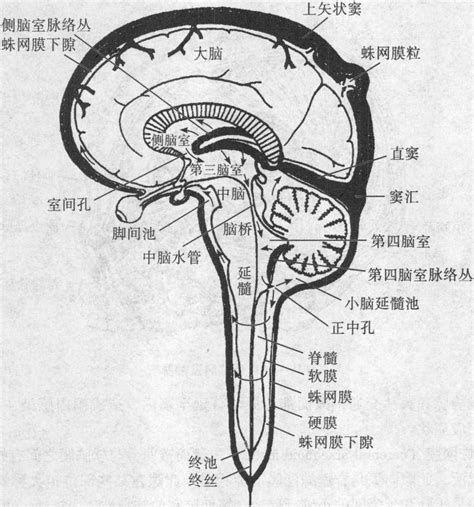 五、脑脊液及其循环-人体解剖学与组织胚胎学-医学