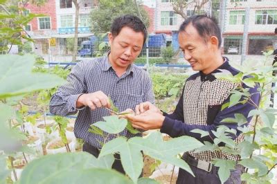 漳州农民：巧种珍稀苗木挣钱有道 - 民生 - 东南网