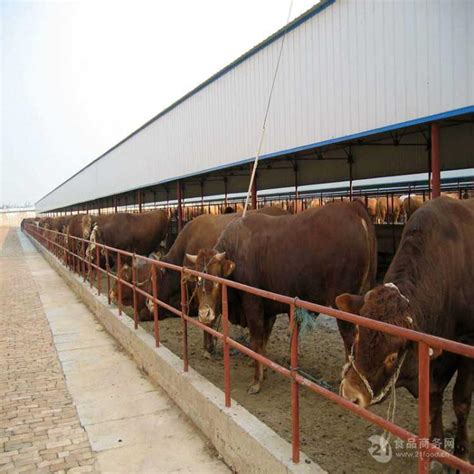 张掖市畜牧兽医局-“牛气冲天”迎牛年，养牛养出致富路