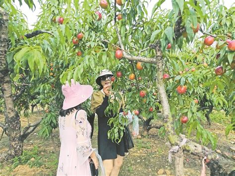 女人在桃园里摘桃子女人手里拿着篮子里的新鲜成熟的桃子，有桃树的花园图片下载 - 觅知网