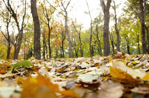 多彩的秋天的树木高清图片下载-正版图片500151579-摄图网