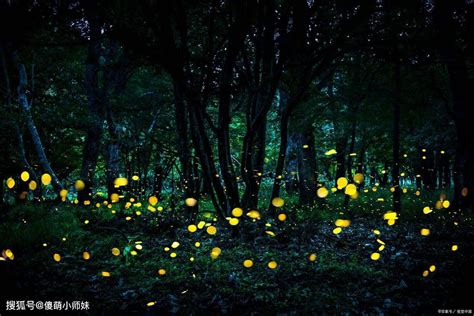 中国科学院西双版纳热带植物园，萤火虫进入观赏期 - 关注森林