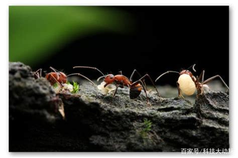 红色蚂蚁是什么蚂蚁 - 百科狐