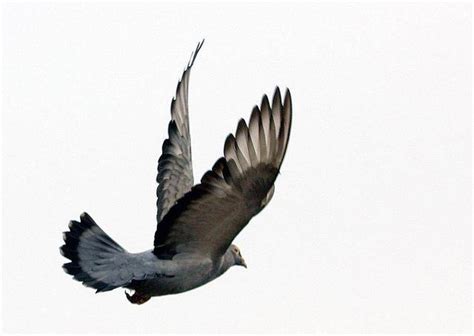 鸟类学家解答：鸽子究竟能飞多快？_速度