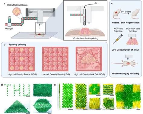《Nature Communications》：喷气式高通量干细胞微球3D打印机促进骨骼肌和毛囊再生-康沃先进制造